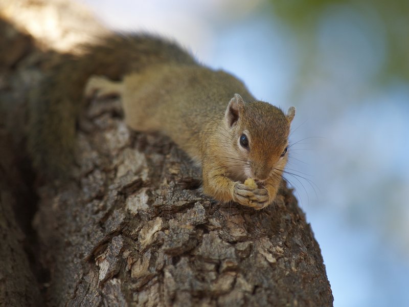 Squirrel, Mokuti
